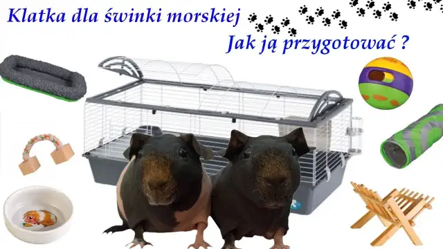 Jak urządzić klatkę dla świnki morskiej, aby zapewnić jej komfort i zdrowie