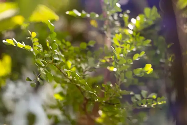 Gdzie zbadać kleszcza za darmo i uniknąć ryzyka boreliozy?