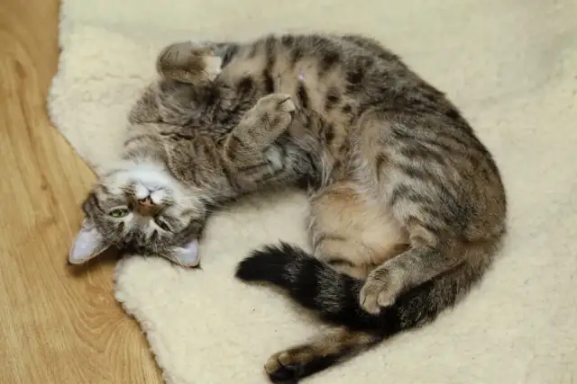 Jak rozpoznać ruję u kotki? Objawy, czas trwania i sterylizacja