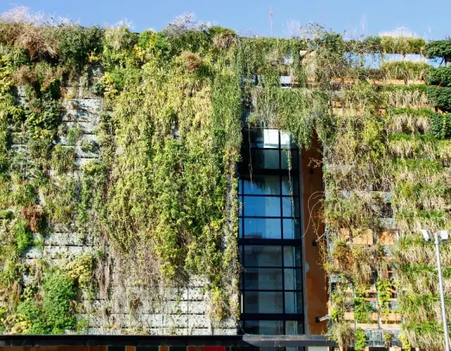 Dlaczego elewacja zielenieje? Odkryj przyczyny i sposoby na problem