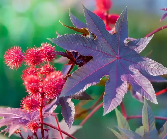 Popłoch pospolity – poznaj tę niezwykłą roślinę i dowiedz się, jakie ma właściwości