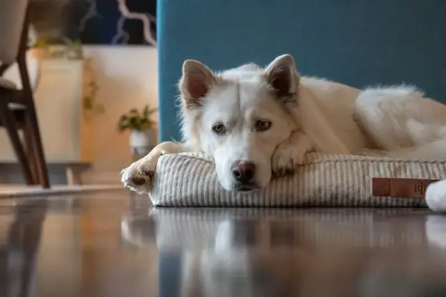 Co na uczulenie u psa? Rozpoznaj objawy i znajdź ulgę dla pupila