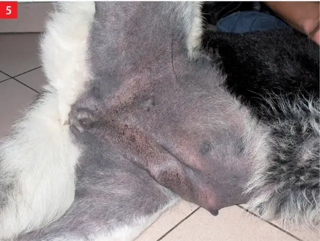 Ciemne plamy na skórze psa: przyczyny, diagnoza i leczenie