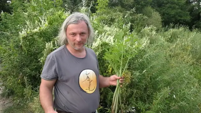 Trujące chwasty w Polsce: Jak rozpoznać i bezpiecznie usunąć?