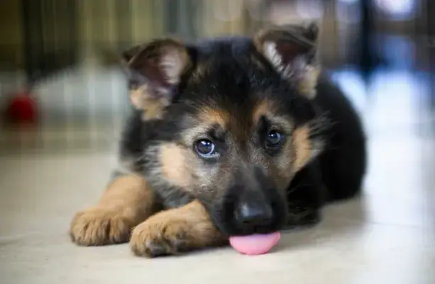 Owczarek niemiecki szczeniak: Jak karmić, by rósł zdrowo? Poradnik