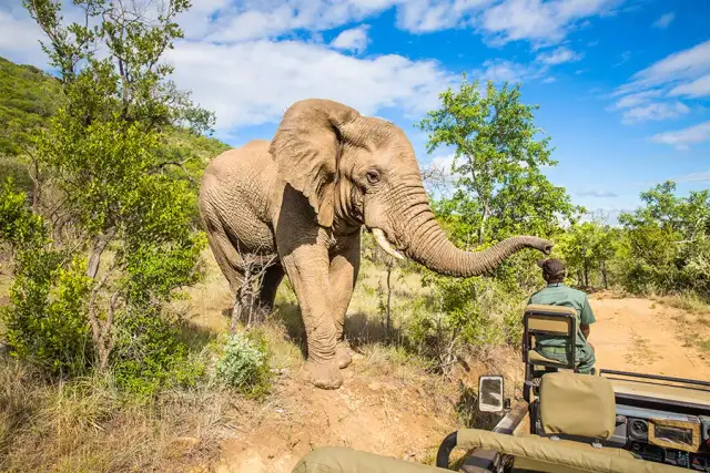 RPA kiedy jechać: najlepsze miesiące na niezapomniane safari