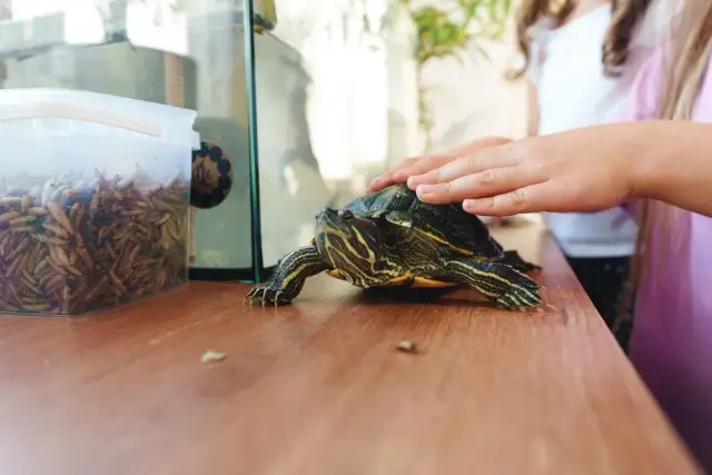 Ile kosztuje żółw grecki? Pełne koszty zakupu i utrzymania