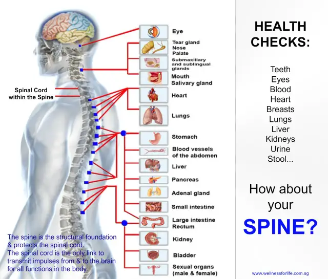 Ból kręgosłupa: za co odpowiadają odcinki? Pełna mapa!