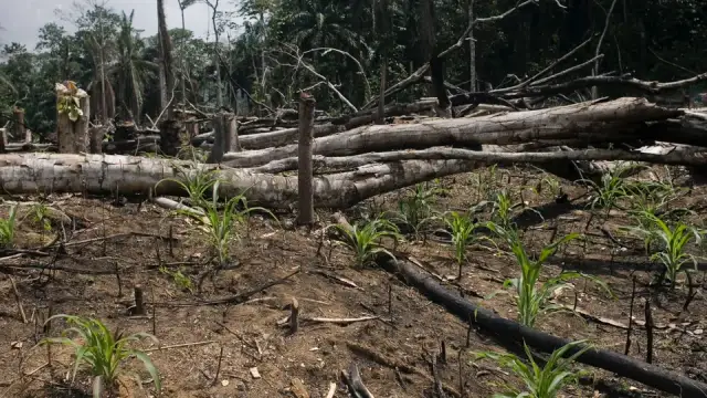 Rolnictwo żarowo-odłogowe w Afryce: Gdzie i dlaczego wciąż płonie?