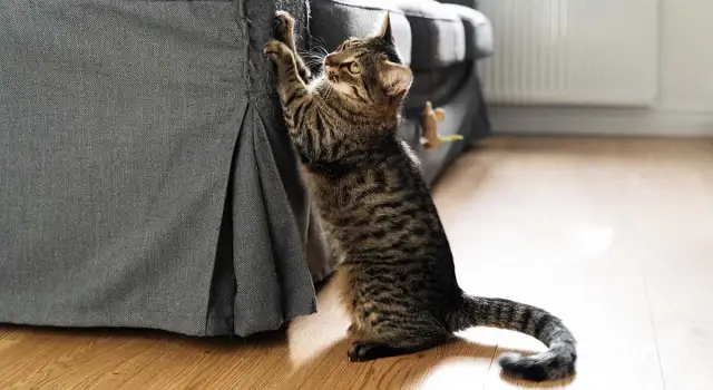 Jak oduczyć kota drapania mebli? 7 sprawdzonych metod i ochrona