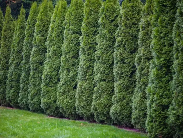 Tuje 'Szmaragd': Jaki rozstaw na gęsty żywopłot?