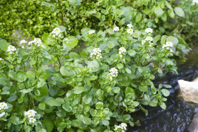 Jak uprawiać rukiew wodną w domu i ogrodzie - proste metody i porady