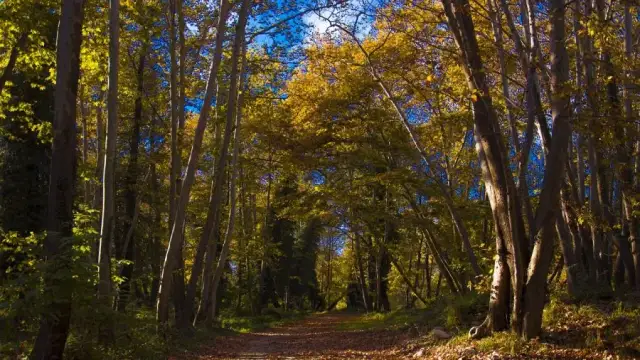 Rezerwat przyrody Las Bielański: Tajemnice natury i unikalna fauna