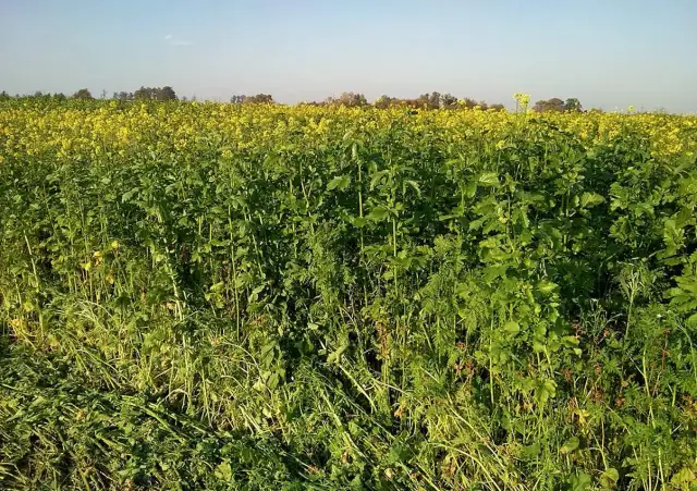 Co lepsze na poplon: gryka czy gorczyca? Kluczowe porównanie zalet