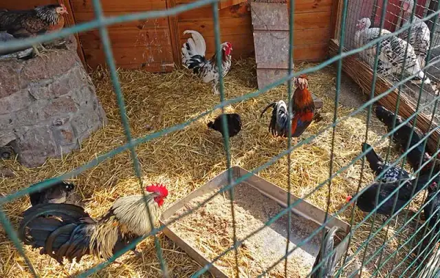 Jak zrobić ogrodzenie dla kur - proste kroki i najlepsze materiały