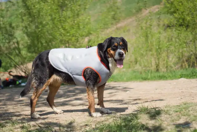 Jak zrobić kamizelkę antystresową dla psa? Proste DIY!