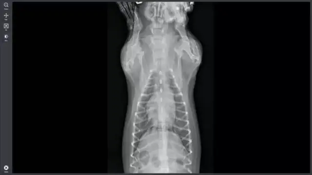 Ile kosztuje RTG zwierzęcia? Ceny badań weterynaryjnych 2024