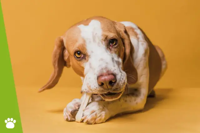 Czy pies może jeść kości wieprzowe? Dowiedz się o zagrożeniach zdrowotnych
