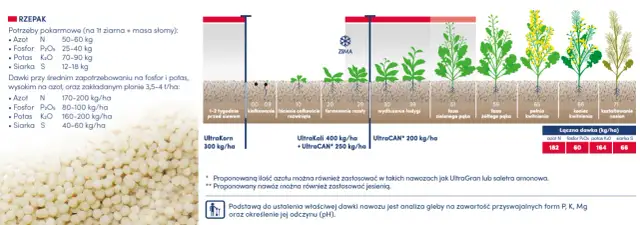 Jaki nawóz pod korzeń rzepaku? Odkryj skuteczne rozwiązania dla plonów