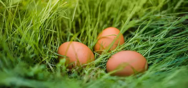 Trzy brązowe jajka ukryte w zielonej trawie. Ich naturalne jajka green shell właściwości są doceniane przez smakoszy.
