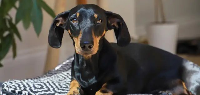 Czarny jamnik z brązowymi znaczeniami leży na kocu. Zastanawia się, czy pies może jeść ciepłe jedzenie.