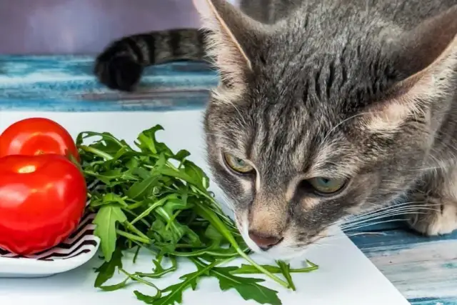 Czy koty mogą jeść rukolę? Poznaj korzyści i ryzyko dla zdrowia