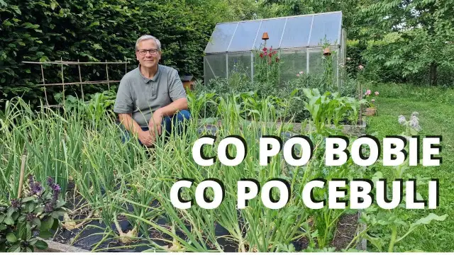 Co siać po bobie, aby maksymalizować plony i zdrowie gleby?