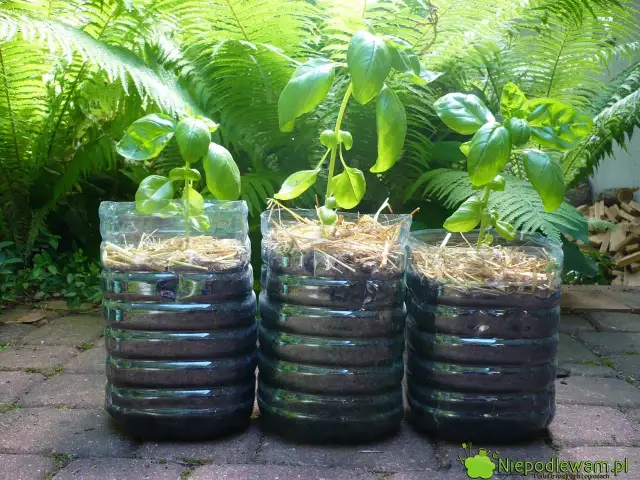 Jak szybko rośnie bazylia? Kalendarz i triki na obfity zbiór