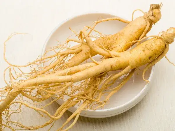 Właściwości i zastosowanie dzikiego żeń-szenia - poradnik