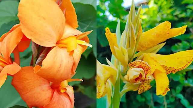 Kiedy sadzić kanny? Terminy, sadzenie i pielęgnacja dla pięknych kwiatów