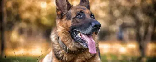 Czym karmić owczarka niemieckiego, aby zapewnić mu zdrowie?