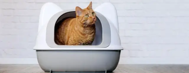 Ile kuwet dla kota? Poznaj zasady, które zapobiegną problemom