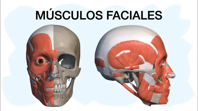 Todo sobre el músculo de la cara: funciones y expresiones faciales