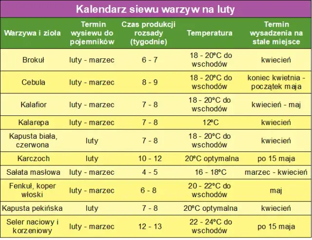 Kiedy siać warzywa do gruntu? Kalendarz siewu dla ogrodników