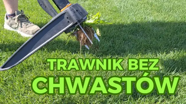 Jak pozbyć się płożących chwastów z trawnika? Skuteczne metody