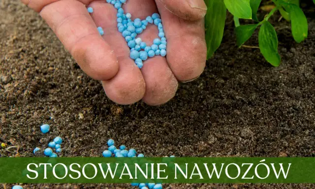 Kiedy można siać nawozy azotowe wiosną, aby uniknąć błędów?