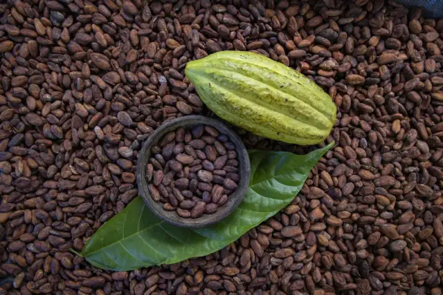 Skąd pochodzi kakao? Odkryj sekrety ziarna cenniejszego niż złoto!