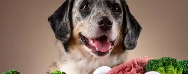 Jak obniżyć cholesterol u psa - skuteczne metody i porady zdrowotne