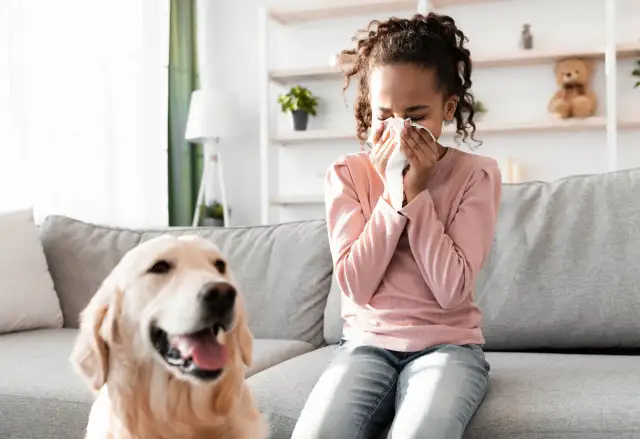 Czy golden retriever uczula? Sprawdź, jak uniknąć alergii!