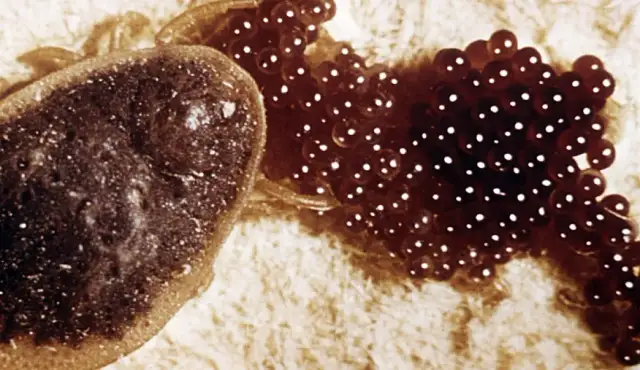 Gdzie kleszcze składają jaja? Odkryj miejsca, które mogą cię zaskoczyć