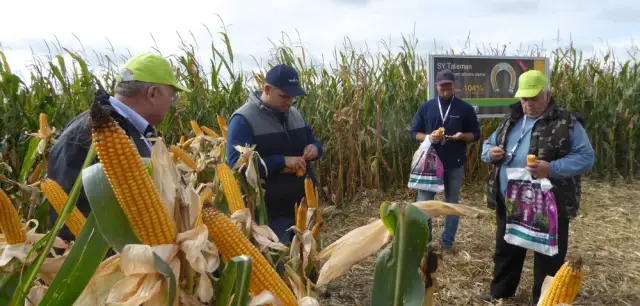 Czy kukurydza to zboże ARiMR? Sprawdź, jak to wygląda w praktyce