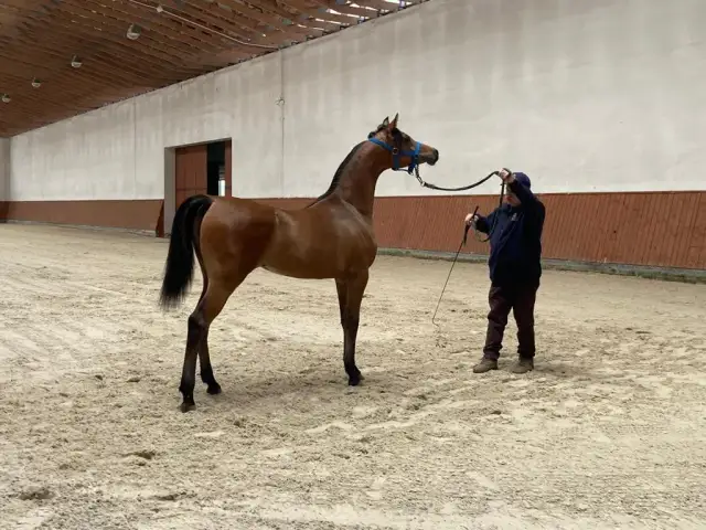 Hodowla koni i jeździectwo – jak wybrać najlepsze studia podyplomowe?