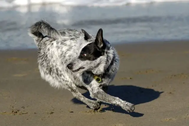 Dlaczego pies biega w kółko? Odkryj przyczyny i objawy problemów