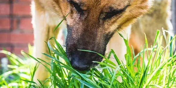 ¿Por qué comen hierba los perros? Razones sorprendentes y preocupaciones