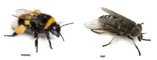 Bąk owad czym się żywi - różnice w diecie samców i samic