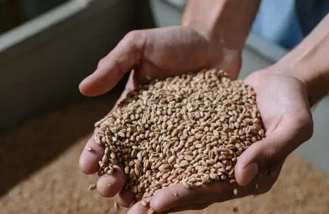 Jak długo można przechowywać zboże? Kluczowe czynniki i porady