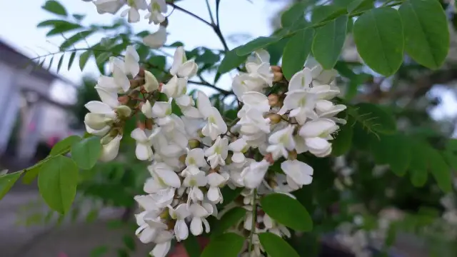 Kiedy kwitnie robinia akacjowa? Terminy, zapach, zastosowanie