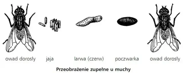 Jak rozmnażają się owady? Zaskakujące metody i strategie rozmnażania