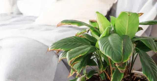Rośliny w sypialni: które kwiaty zakłócają Twój sen?