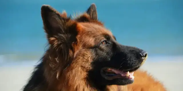 Owczarek niemiecki: ile żyje i jak zapewnić mu długie, zdrowe lata?